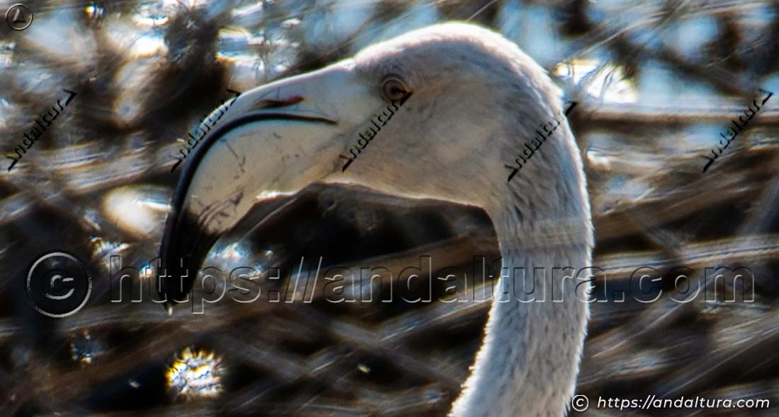 Detalle de la cabeza y el pico de un flamenco común adulto (Phoenicopterus roseus)