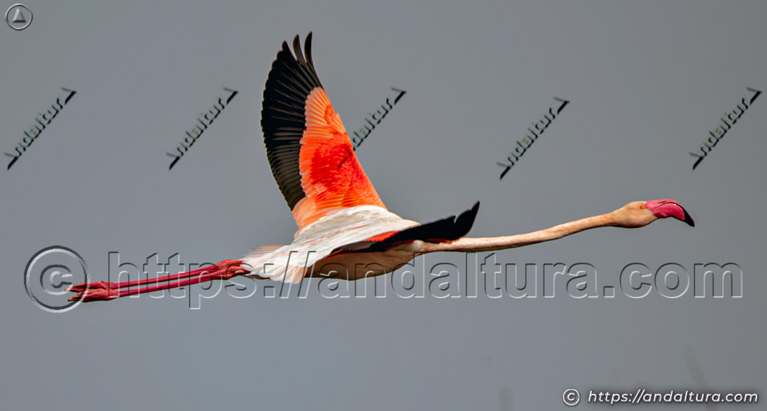 Flamenco común adulto (Phoenicopterus roseus) volando con las alas completamente extendidas