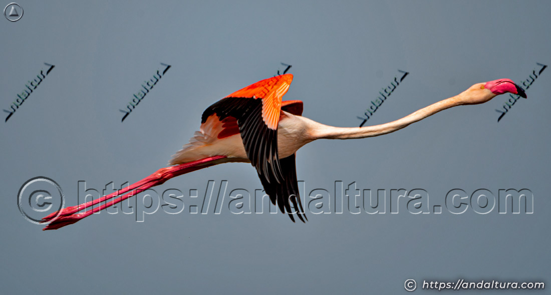 Flamenco común (Phoenicopterus roseus) en vuelo con el cuello estirado y las patas extendidas