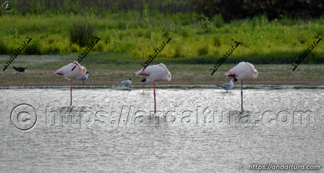 Flamencos comunes (Phoenicopterus roseus) descansando sobre una pata en una zona húmeda