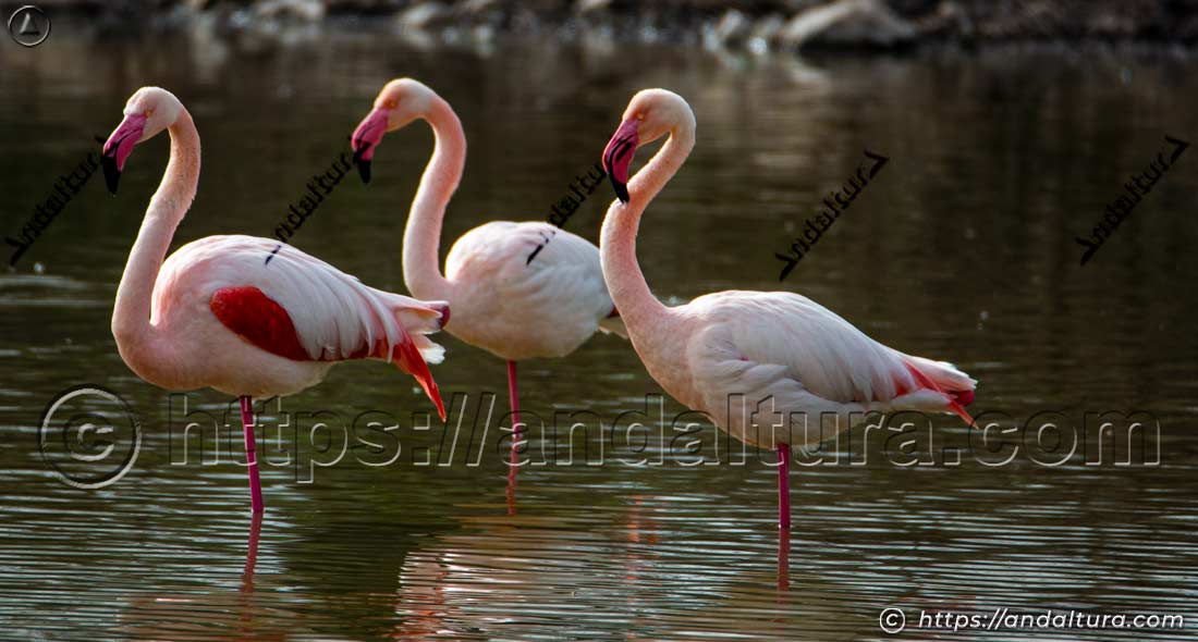Grupo de flamencos comunes adultos (Phoenicopterus roseus) en una zona húmeda de aguas someras