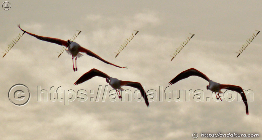 Flamencos comunes (Phoenicopterus roseus) volando a baja altura con las patas colgando