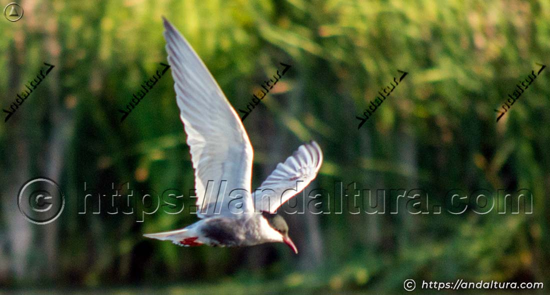 Fumarel cariblanco volando sobre un humedal con vegetación emergente