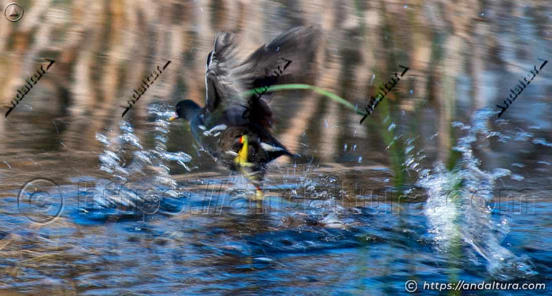 Gallineta común (Gallinula chloropus) iniciando el vuelo desde la superficie del agua