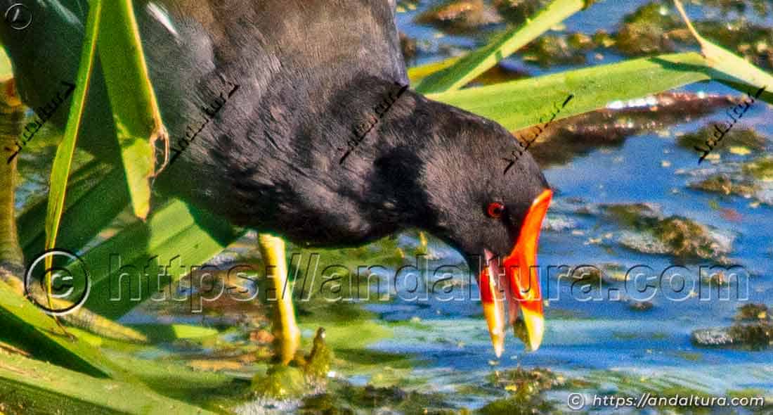 Gallineta común (Gallinula chloropus) buscando alimento entre la vegetación acuática
