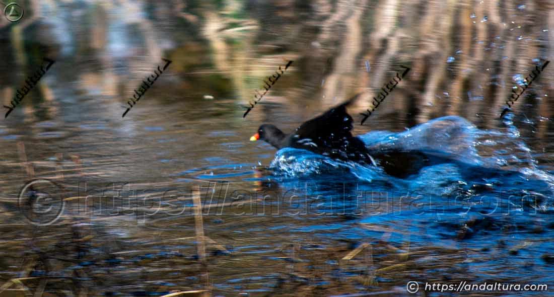Gallineta común (Gallinula chloropus) comenzando a volar sobre la superficie del agua