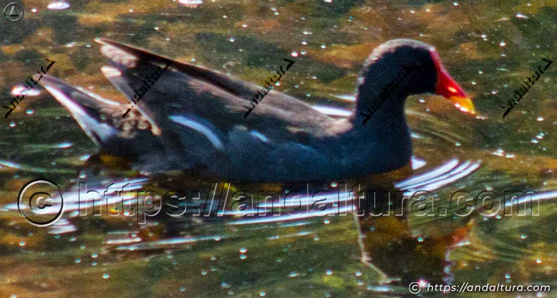 Gallineta común (Gallinula chloropus) desplazándose sobre la superficie del agua