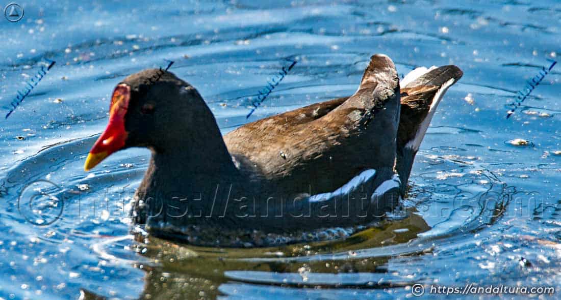 Gallineta común adulta (Gallinula chloropus) nadando en una lámina de agua tranquila