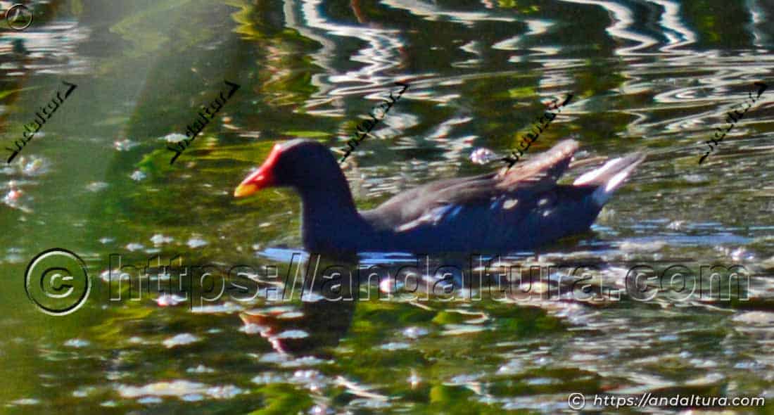 Gallineta común (Gallinula chloropus) nadando en una laguna con vegetación acuática