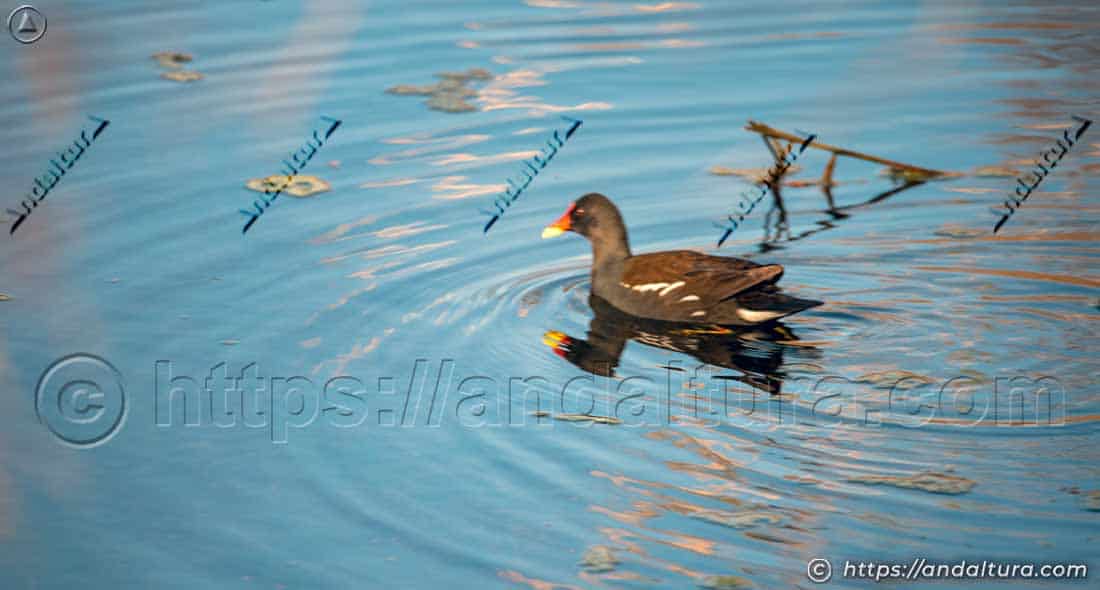 Gallineta común (Gallinula chloropus) nadando en las lagunas de Campillos