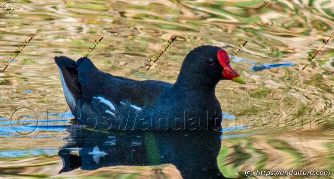 Gallineta común (Gallinula chloropus) nadando con su reflejo visible en el agua