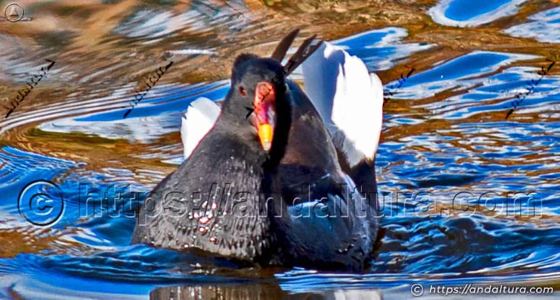 Gallineta común (Gallinula chloropus) con las alas parcialmente abiertas sobre el agua