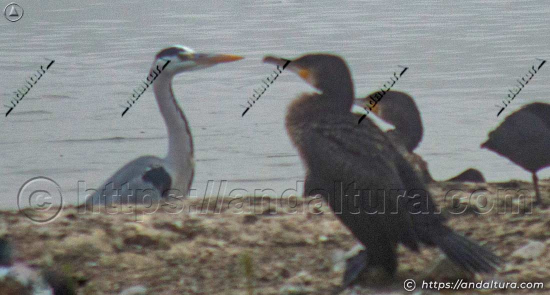 Garza real y cormorán juntos en la orilla de una laguna