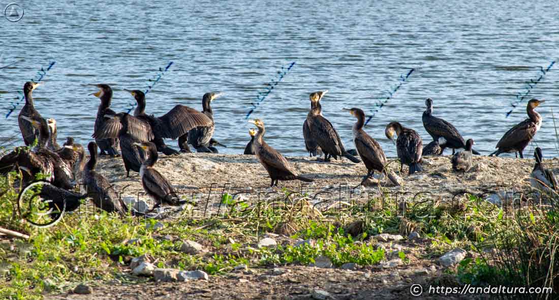 Grupo de cormoranes reunidos en una isleta en la Charca de Suárez