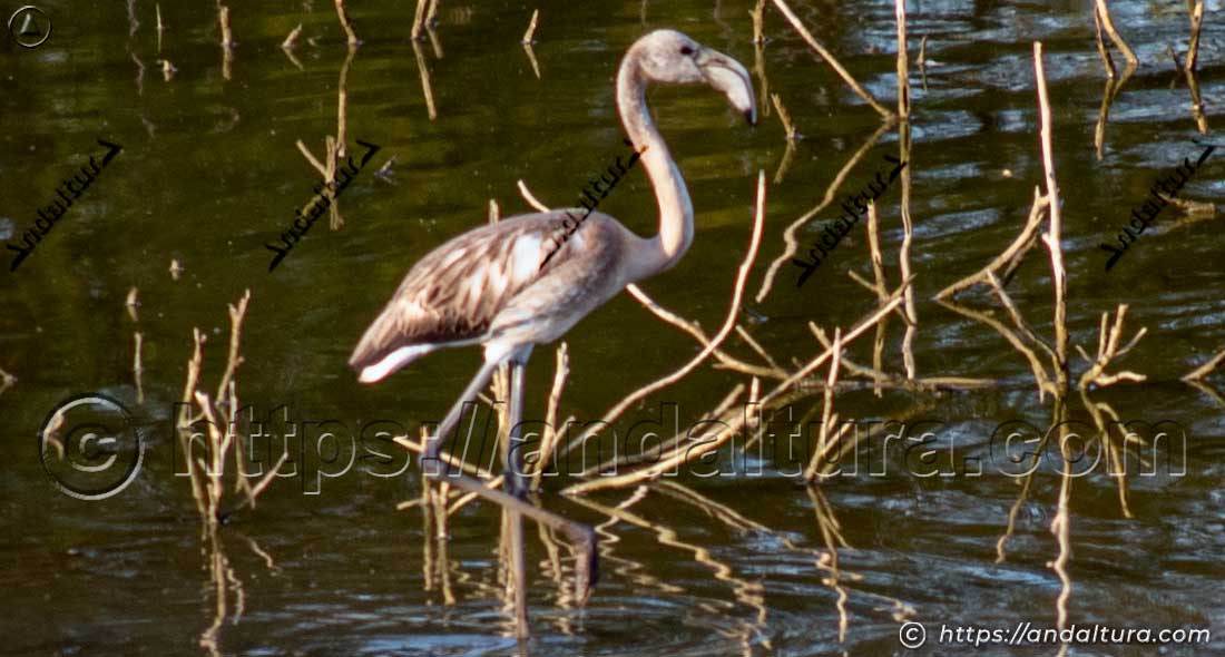 Flamenco común juvenil - Phoenicopterus roseus - en humedal de Andalucía