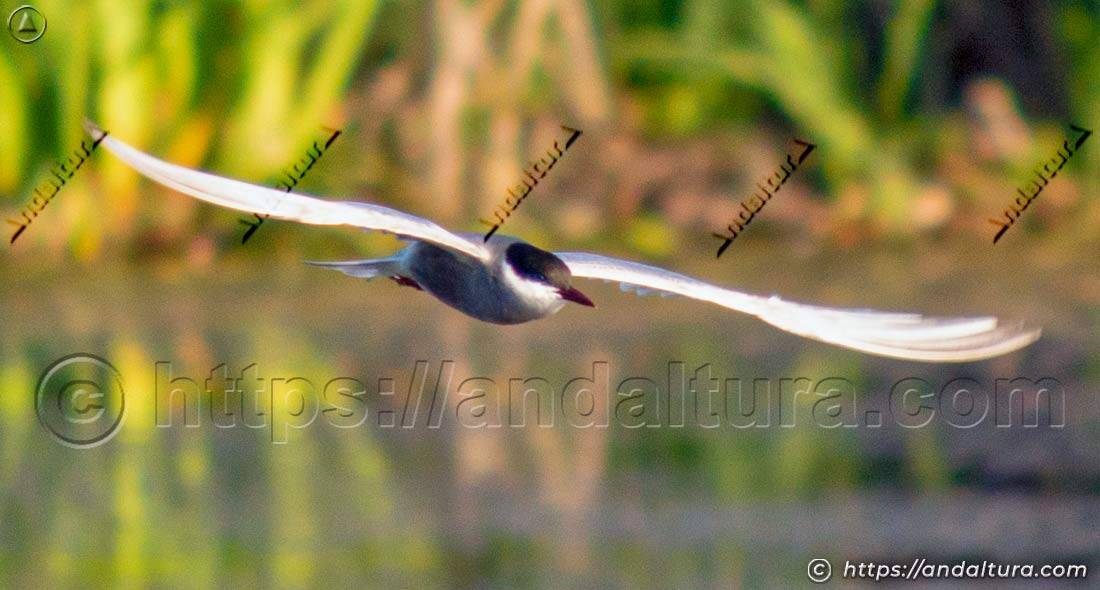 Fumarel cariblanco planeando con las alas extendidas