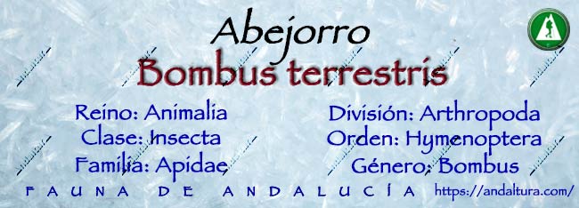 Clasificación taxonómica de Abejorro - Bombus terrestris