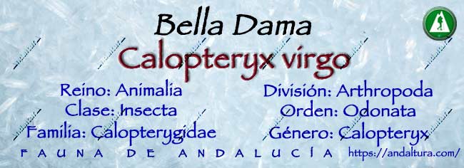 Clasificación taxonómica de la Bella Dama - Calopterys virgo
