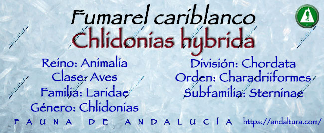 Clasificación taxonómica del fumarel cariblanco - Chlidonias hybrida