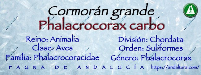 Clasificación taxonómica del Cormorán grande - Phalacrocorax carbo