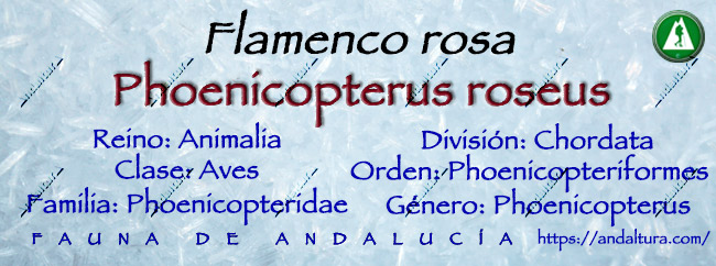 Clasificación taxonómica del Flamenco rosa o común - Phoenicopterus roseus