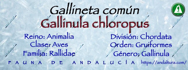Clasificación taxonómica de la Gallineta común - Gallinula chloropus