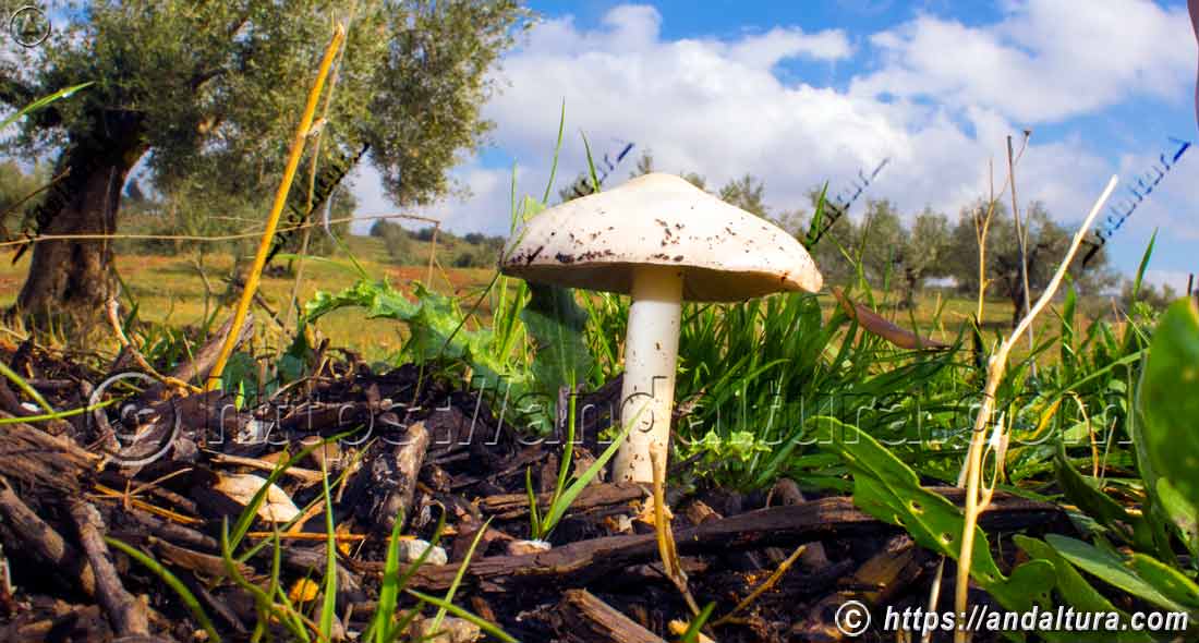 Champiñón anisado - Agaricus silvicola, creciendo en entorno natural mostrando biodiversidad micológica y flora de Andalucía