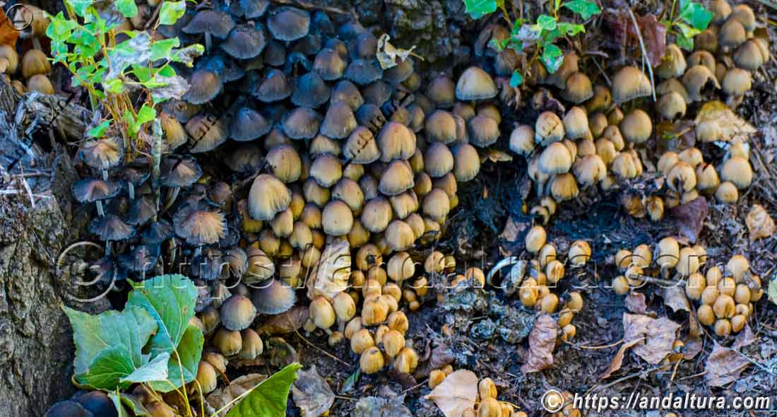 Grupo de Coprinellus micaceus creciendo sobre madera, hongos asociados a la flora y biodiversidad de Andalucía