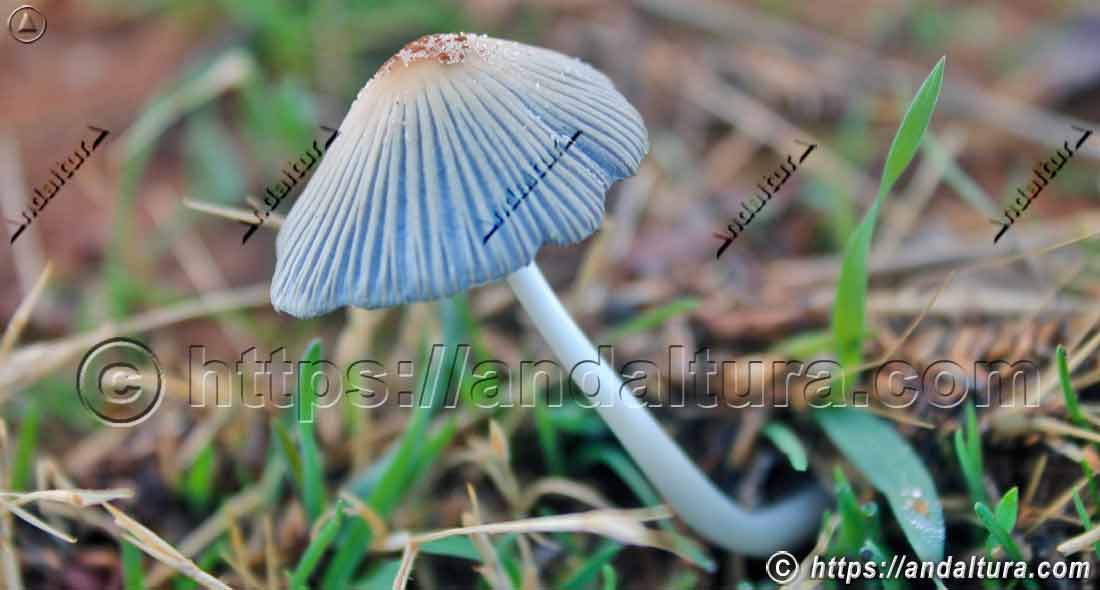 Seta Parasola plicatilis o coprino plegado en pradera, ejemplo de biodiversidad fúngica en la flora de Andalucía