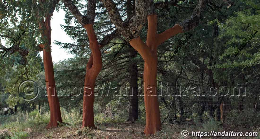 Alcornoques descorchados en un alcornocal de Andalucía, ejemplo de flora mediterránea y aprovechamiento sostenible del corcho en la biodiversidad forestal andaluza