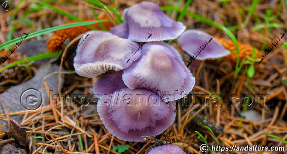 Grupo de setas silvestres de tonos violáceos en el suelo del bosque mostrando biodiversidad micológica y flora natural de Andalucía