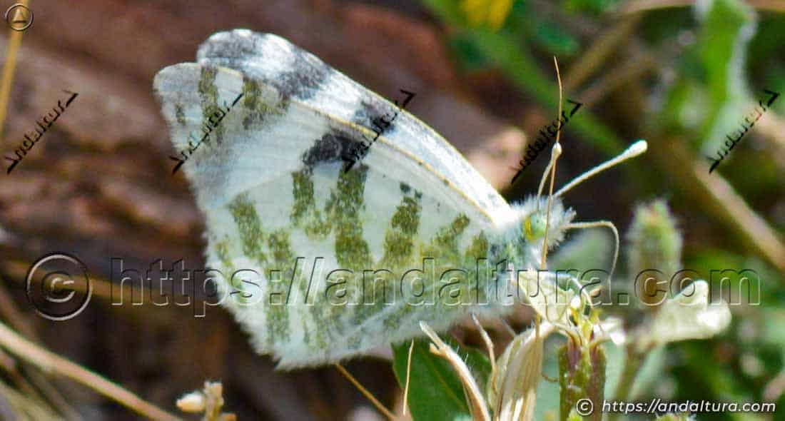 Mariposa blanca verdirrayada (Euchloe belemia) posada sobre una planta en su hábitat natural en Andalucía.