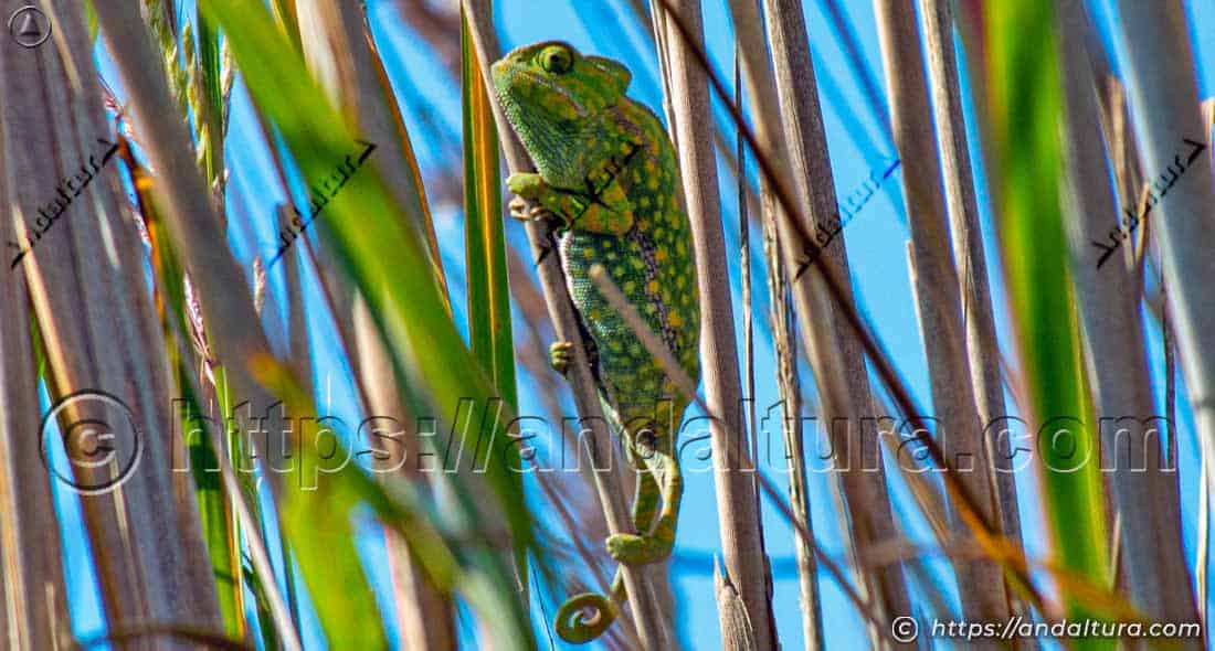 Camaleón común (Chamaeleo chamaeleon) trepando entre tallos de vegetación en su hábitat natural en Andalucía