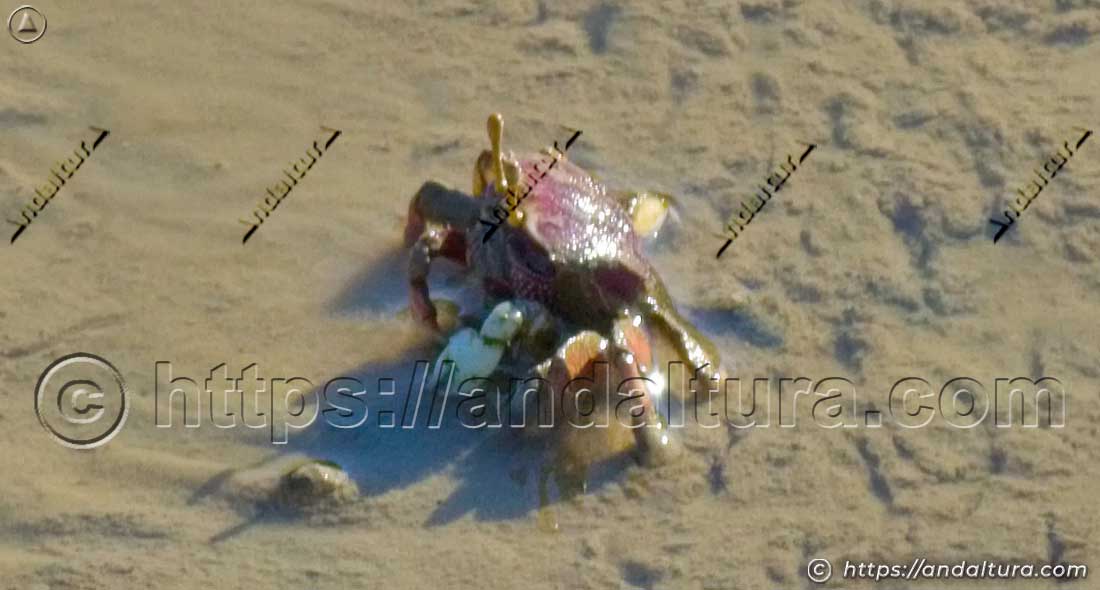 Cangrejo violinista (Afruca tangeri) sobre sedimento húmedo en zona intermareal de Andalucía