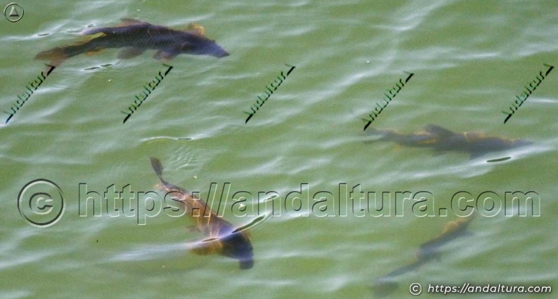 Carpas comunes (Cyprinus carpio) nadando en aguas de embalse en Andalucía