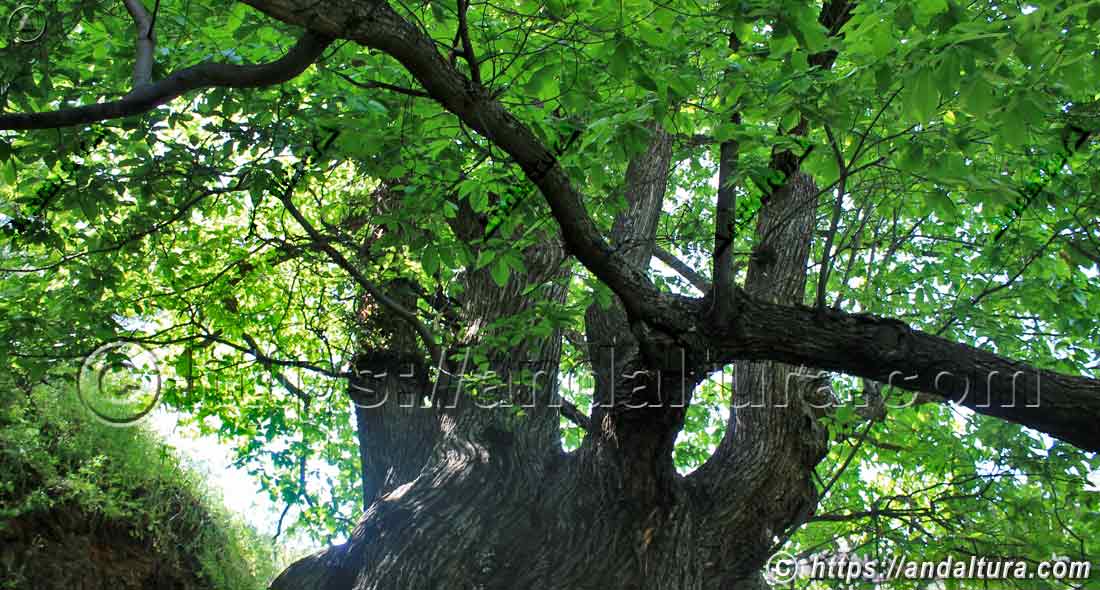 Castaño centenario “El Abuelo” en la Vereda de la Estrella, ejemplo de flora y arbolado singular en Sierra Nevada, Andalucía
