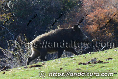 Catálogo de Fauna de Andalucía con jabalí en su hábitat natural en un ecosistema mediterráneo