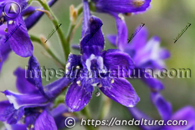Catálogo de Flora de Andalucía con detalle de flor silvestre violeta representativa de la biodiversidad vegetal