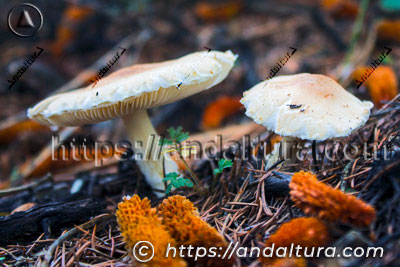 Grupo de setas silvestres de color claro sobre suelo forestal con acículas de pino en Andalucía