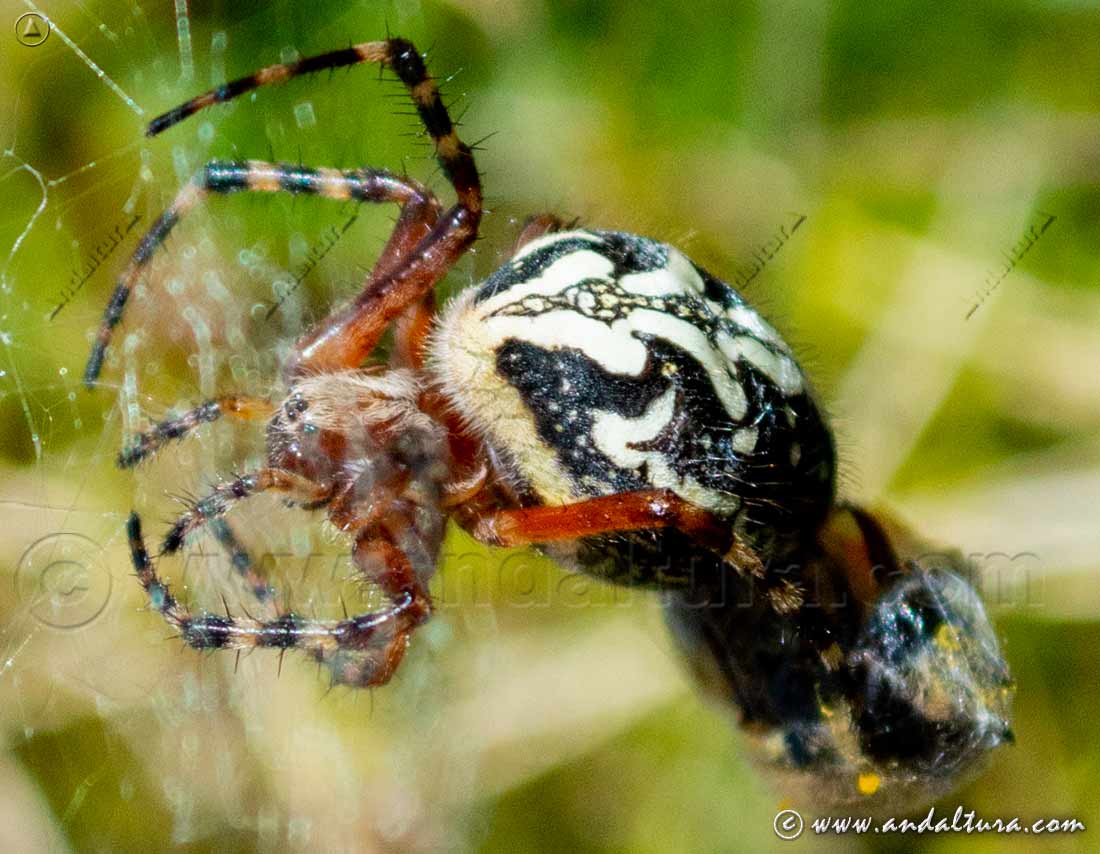 Araña Cyclosa conica capturando una presa en su telaraña en Andalucía