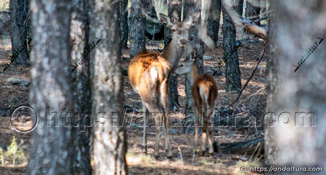 Cierva con su cría (Cervus elaphus) en bosque mediterráneo de Andalucía