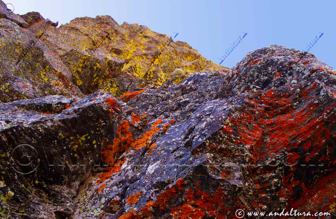 Colores de líquenes en la Alta Montaña de Andalucía . Sierra Nevada