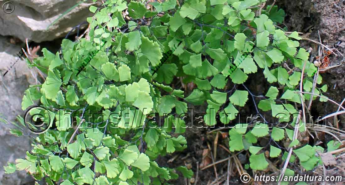 Culantrillo de pozo - Adiantum capillus-veneris creciendo entre rocas húmedas en Andalucía
