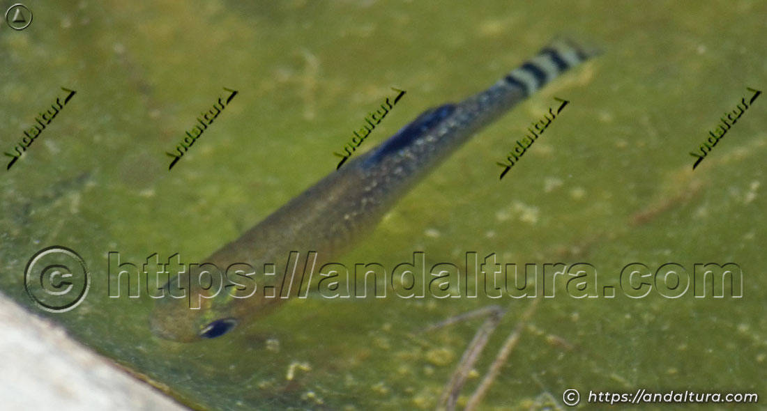Fartet (Aphanius iberus) nadando en aguas someras, pez endémico de la península ibérica