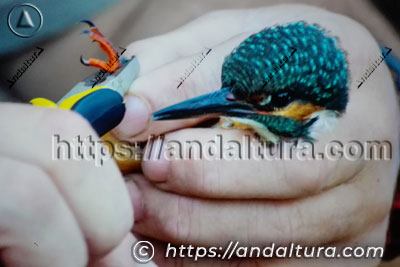 Fauna de Andalucía representada por un martín pescador siendo anillado para su estudio y conservación