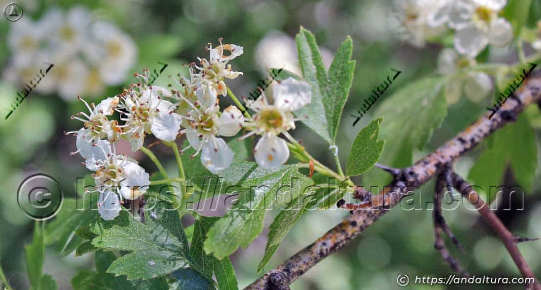 Flor de espino albar (Crataegus monogyna) con inflorescencias blancas y hojas verdes en la naturaleza de Andalucía