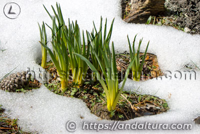 Flora de Andalucía con plantas brotando entre la nieve en un ecosistema de montaña mediterráneo