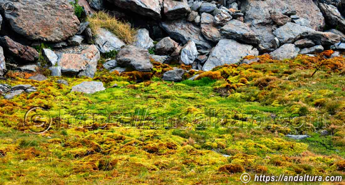 Flora y musgos en nacimientos de agua de alta montaña en Sierra Nevada, ecosistemas de biodiversidad vegetal de Andalucía