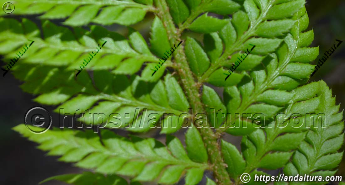 Helecho Polystichum aculeatum en entorno húmedo de bosque, ejemplo de flora de Andalucía