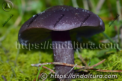 Seta de color púrpura oscuro creciendo sobre musgo en un bosque de Andalucía